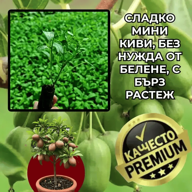 MiniKiwi™ – Сладко киви без белене