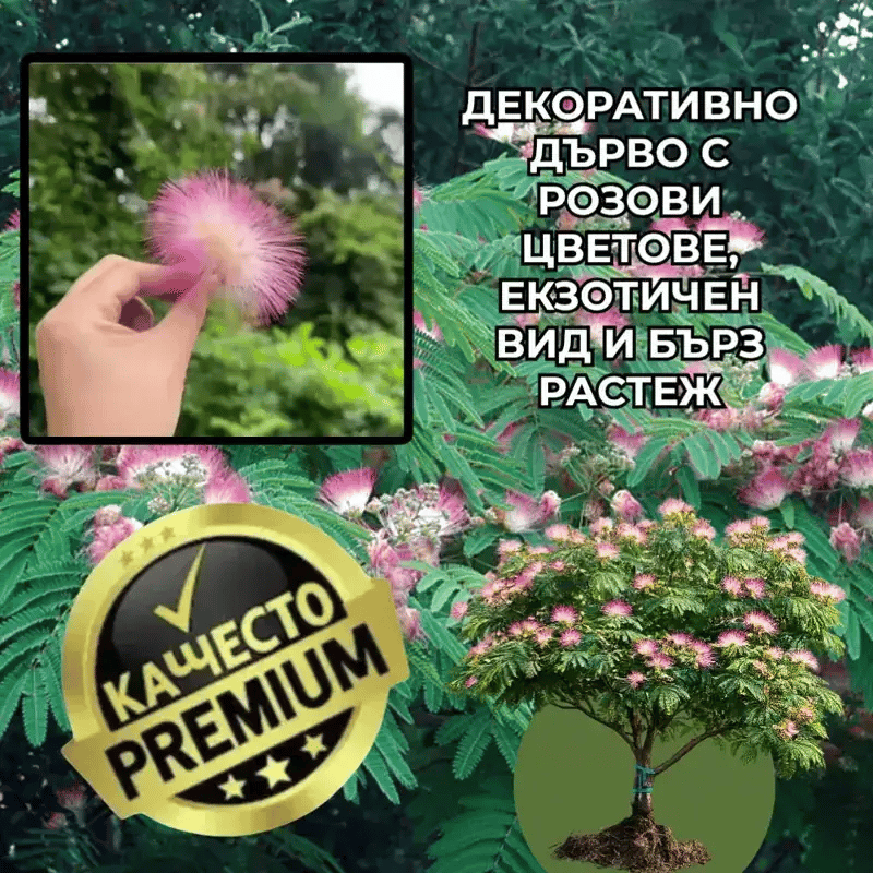 Декоративно копринено дърво – SilkTree™