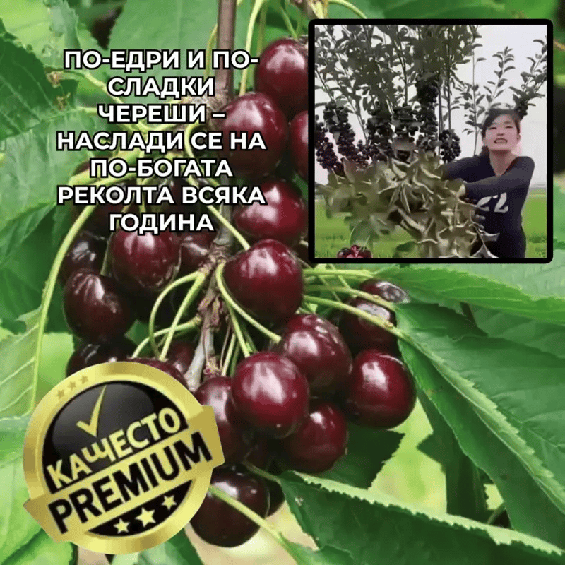 Тор За Череши CherryBoost™