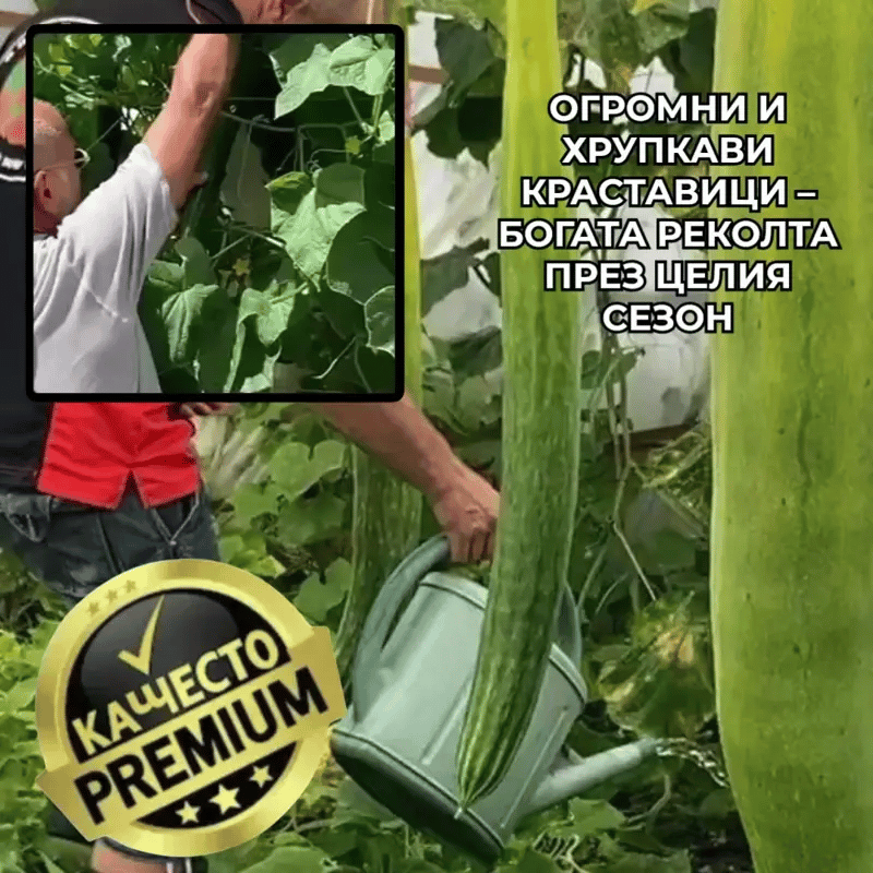 Огромни И Дълги Краставици Fabio™