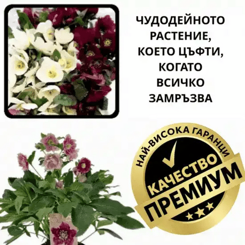 🌸 Зимна роза – СнягЦвет™