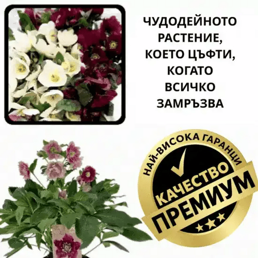 🌸 Зимна роза – СнягЦвет™