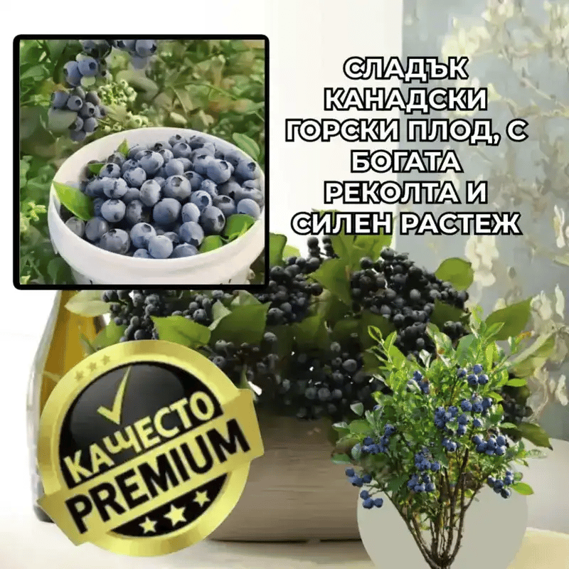 Канадски сладък плодов храст – BerryGold™