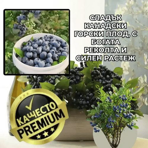 Канадски сладък плодов храст – BerryGold™