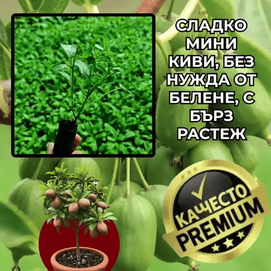 MiniKiwi™ – Сладко киви без белене