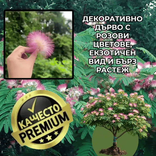 Декоративно копринено дърво – SilkTree™