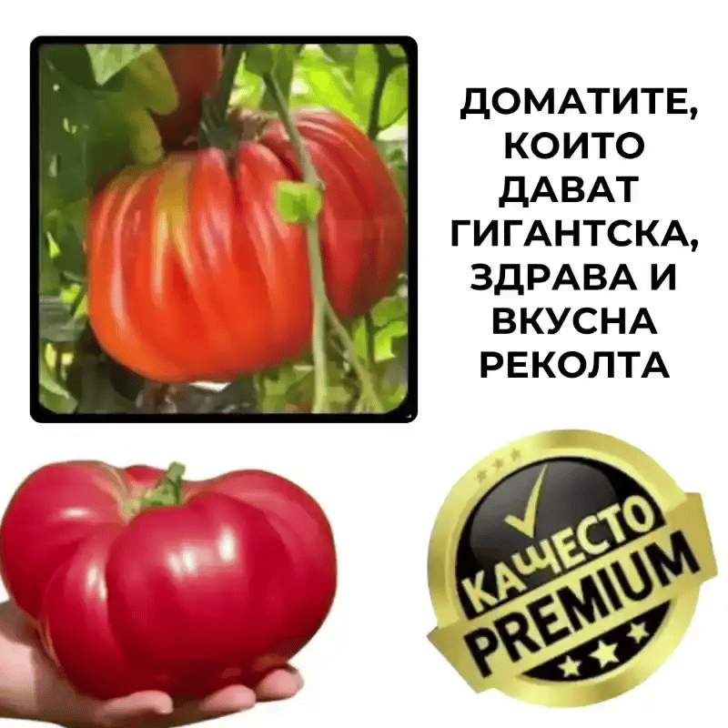 Гигантски домат – Червен крал™