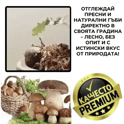 Мицел за манатарки за градина – HribMax™