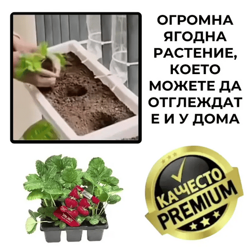 Гигантски ягодов разсад – SweetBerry™