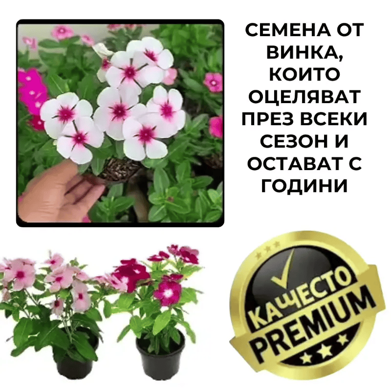 VincaMax™ Устойчиви семена Винка