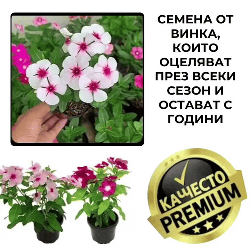 VincaMax™ Устойчиви семена Винка