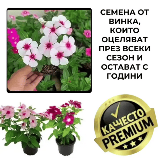 VincaMax™ Устойчиви семена Винка