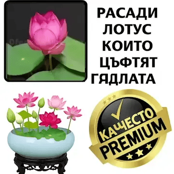 Lotus MysticLotus™ разсад